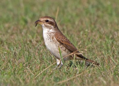 Red-backed Shrike (Lanius collurio) 