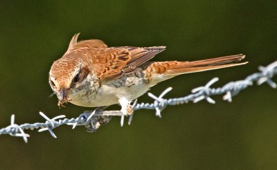 Red-backed Shrike (Lanius collurio) 
