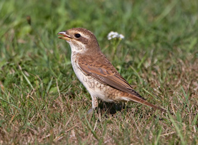 Red-backed Shrike (Lanius collurio) 