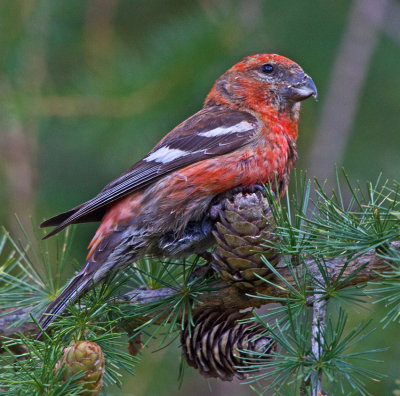 Two-barred Crossbill (Loxia leucoptera)