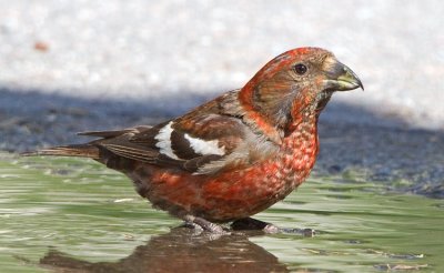 Two-barred Crossbill (Loxia leucoptera)