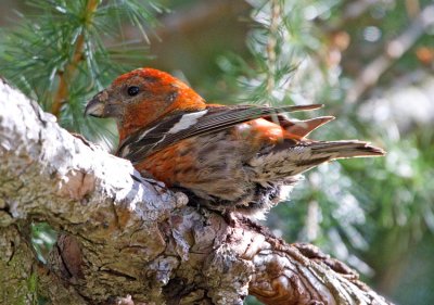 Two-barred Crossbill (Loxia leucoptera)