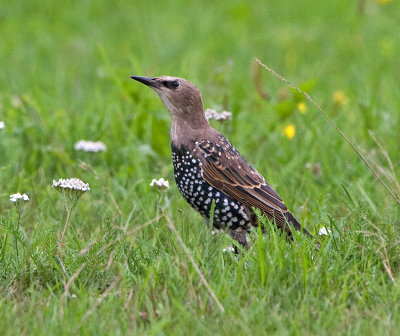 Starling (Sturnus vulgaris)