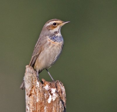 Bluethroat (Luscinia svecica)