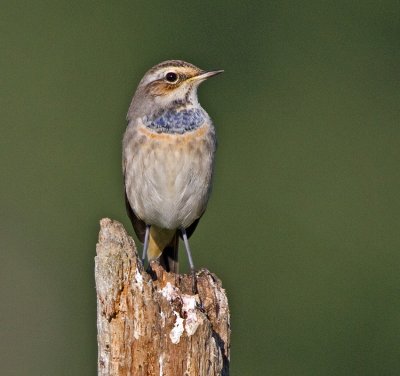 Bluethroat (Luscinia svecica)