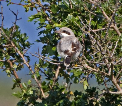 Steppe Grey Shrike (Lanus meridionalis pallidirostris)