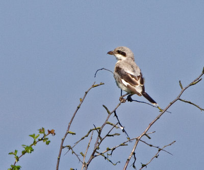 Steppe Grey Shrike (Lanus meridionalis pallidirostris)