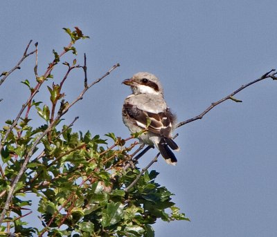 Steppe Grey Shrike (Lanus meridionalis pallidirostris)