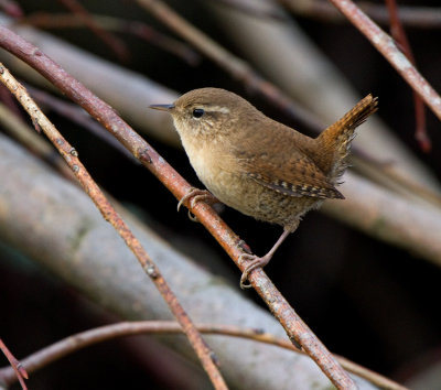 Wren (Troglodytes troglodytes)