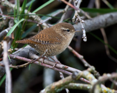 Wren (Troglodytes troglodytes)