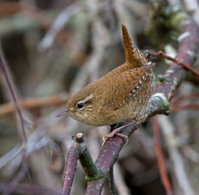Wren (Troglodytes troglodytes)