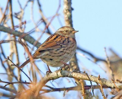 Dunnock (Prunella modularis)