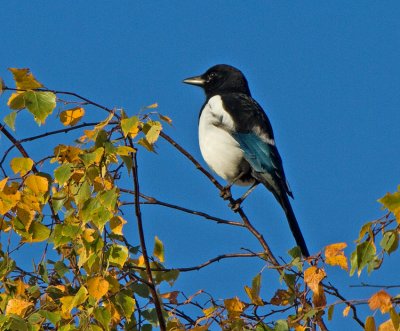 Magpie (Pica pica)