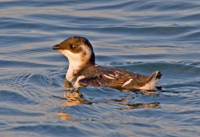 Little Auk (Alle alle)