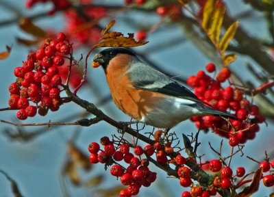 Bullfinch (Pyrrhula pyrrhula)