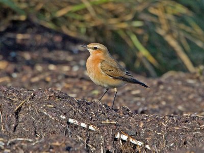 Wheatear (Oenanthe oenanthe)