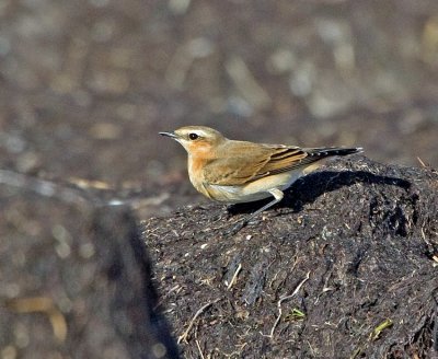 Wheatear (Oenanthe oenanthe)