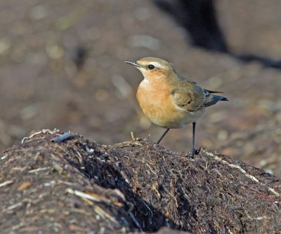 Wheatear (Oenanthe oenanthe)