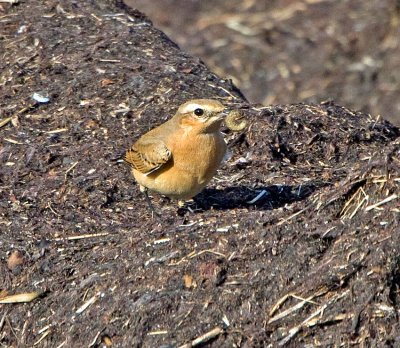 Wheatear (Oenanthe oenanthe)