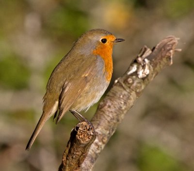 Robin (Erithacus rubecula)