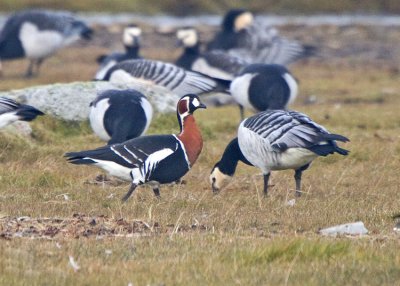 Red-breasted Goose (Branta ruficollis)