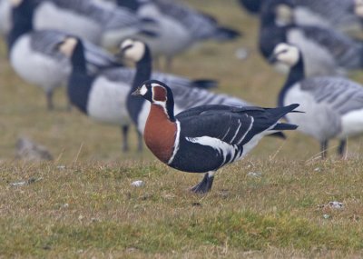 Red-breasted Goose (Branta ruficollis)