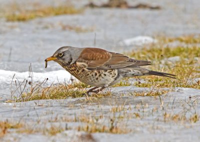 Fieldfare (Turdus pilaris)