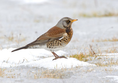 Fieldfare (Turdus pilaris)