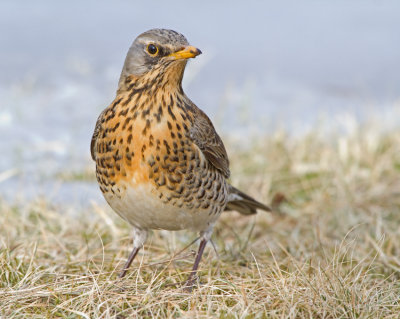 Fieldfare (Turdus pilaris)