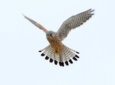 Kestrel (Falco tinnunculus)