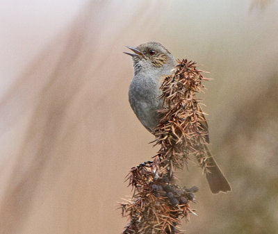 Dunnock (Prunella modularis)