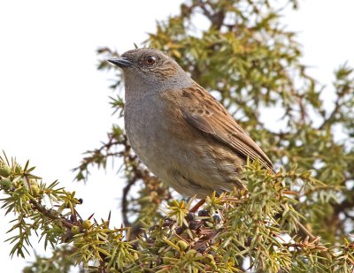 Dunnock (Prunella modularis)