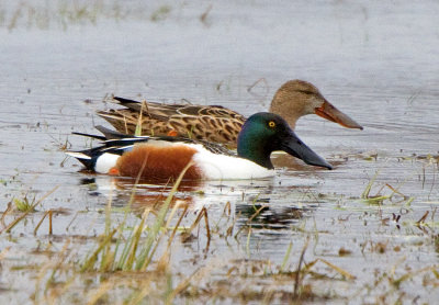 Shoveler (Anas clypeata)