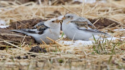 Snow Bunting (Plectrophenax nivalis)