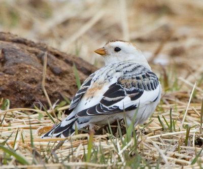 Snow Bunting (Plectrophenax nivalis)