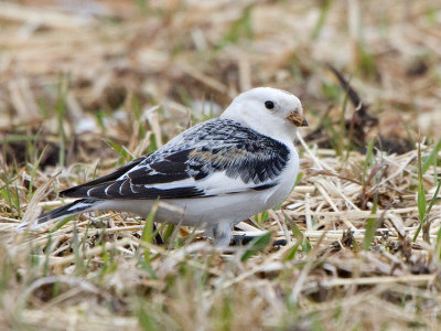 Snow Bunting (Plectrophenax nivalis)
