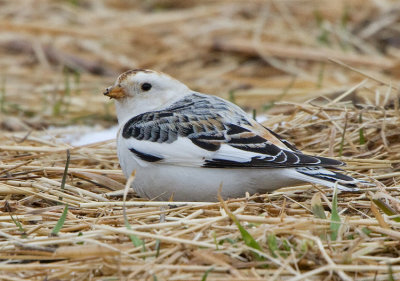Snow Bunting (Plectrophenax nivalis)