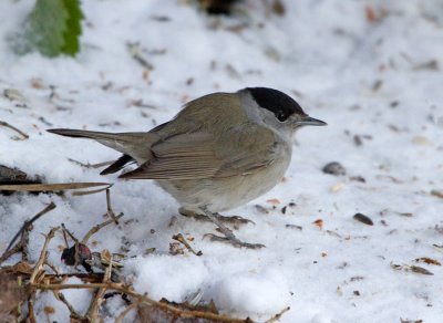 Blackcap (Sylvia atricapilla)