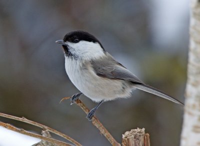 Willow Tit (Parus montanus)