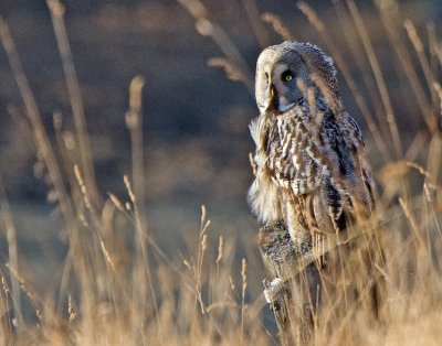 Great grey owl (Strix nebulosa)