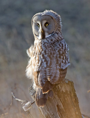 Great grey owl (Strix nebulosa)