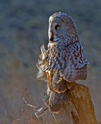 Great grey owl (Strix nebulosa)