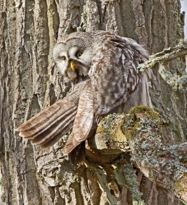 Great grey owl (Strix nebulosa)