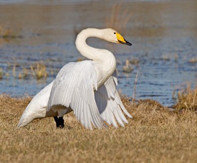 Whooper Swan (Cygnus cygnus)