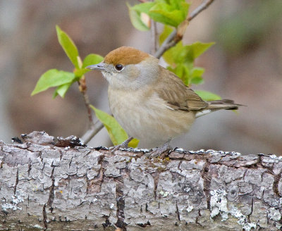 Blackcap (Sylvia atricapilla)