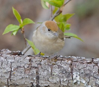 Blackcap (Sylvia atricapilla)