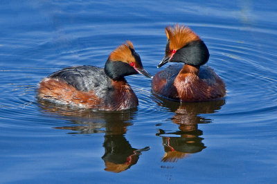 Slavonian Grebe (Podiceps auritus)