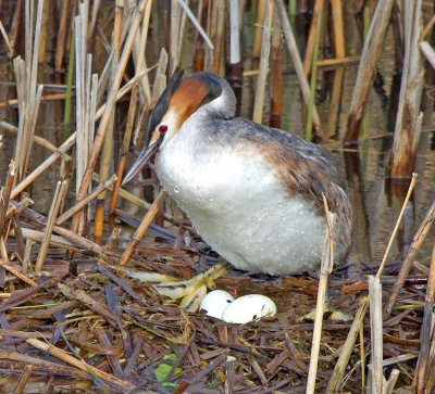 Great Crested Grebe (Podiceps cristatus) 