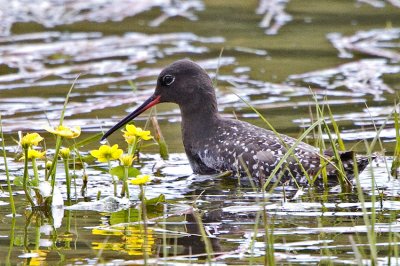 Spotted Redshank (Tringa erythropus)