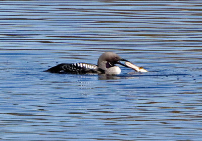 Black-throated Diver (Gavia arctica)